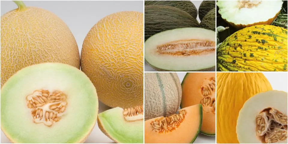 bad food combinations, eat melon separate.