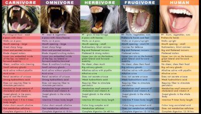 teeth carnivore omnivore