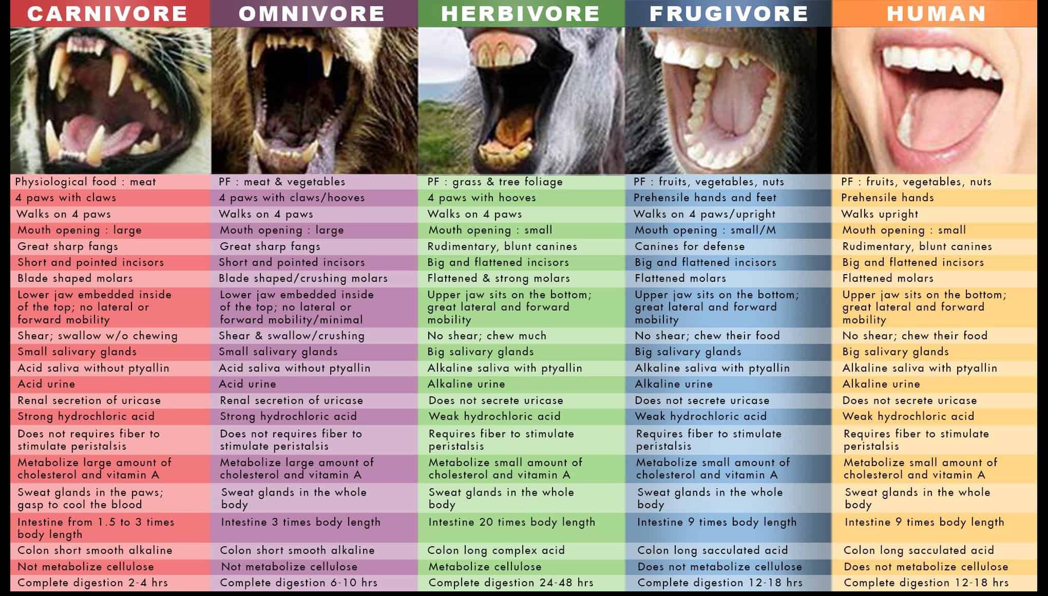 teeth carnivore omnivore | Healthy Taste Of Life