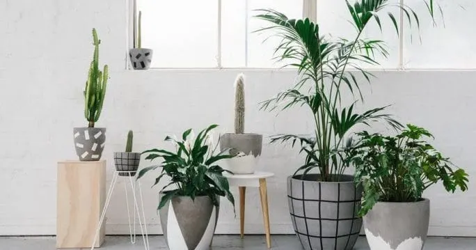 Plants to make your home smell good
