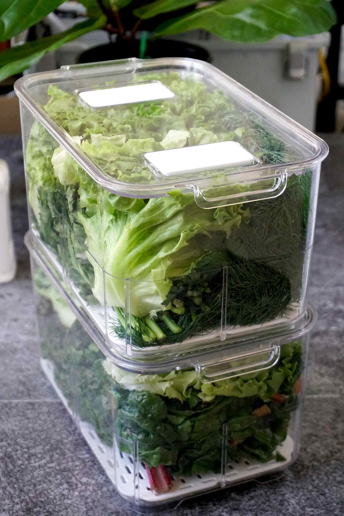 Storing leafy green vegetables for meal prep in containers.