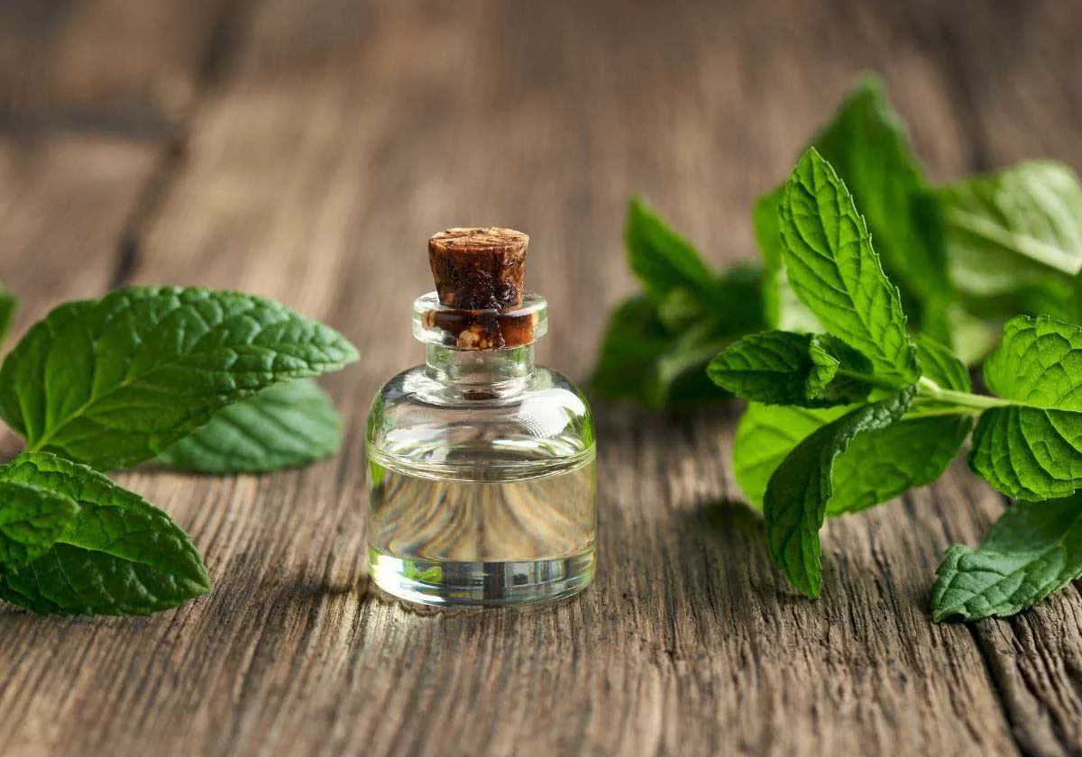 Peppermint oil for tooth pain
