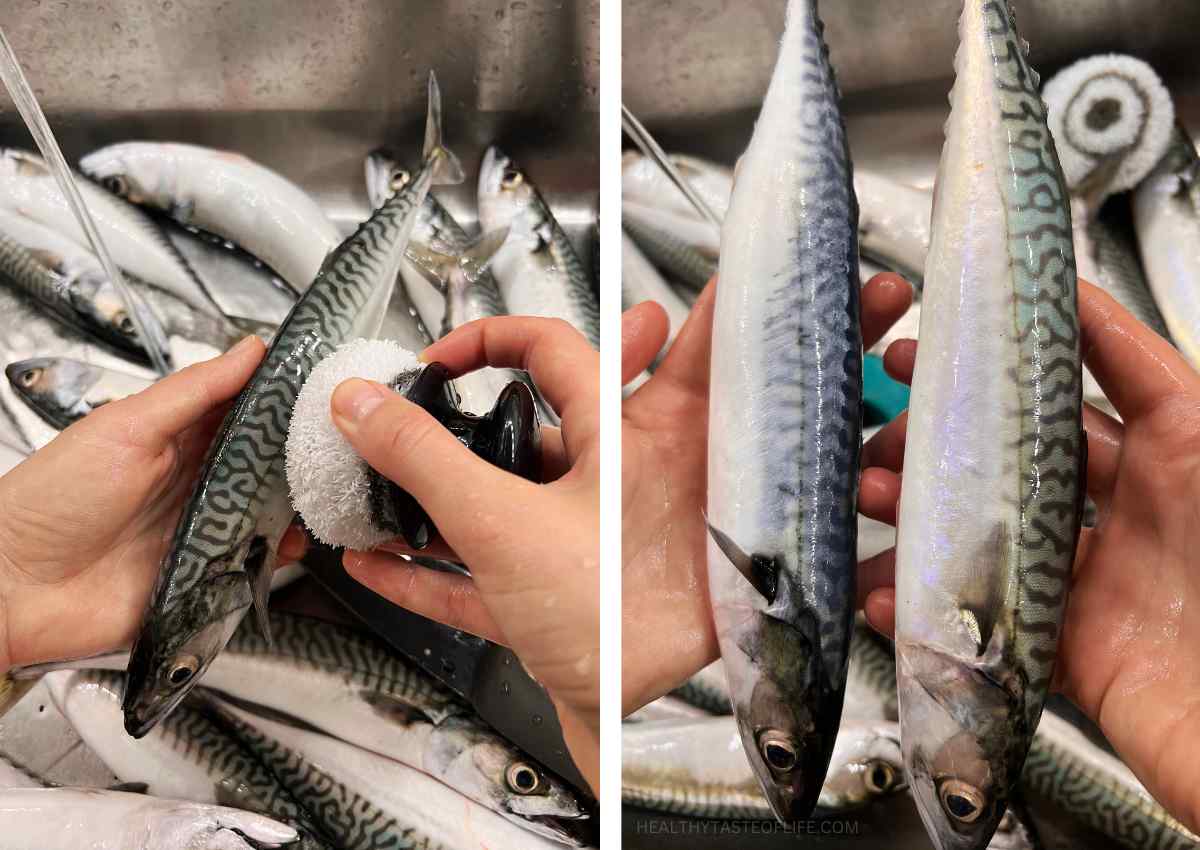 cleaning mackerel and preparing for fermentation