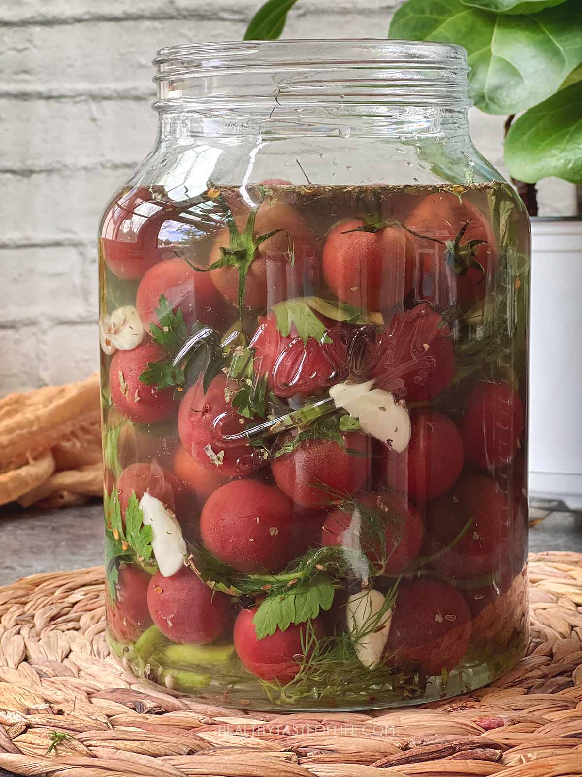 Fermenting cherry tomatoes in galon size glass jar.