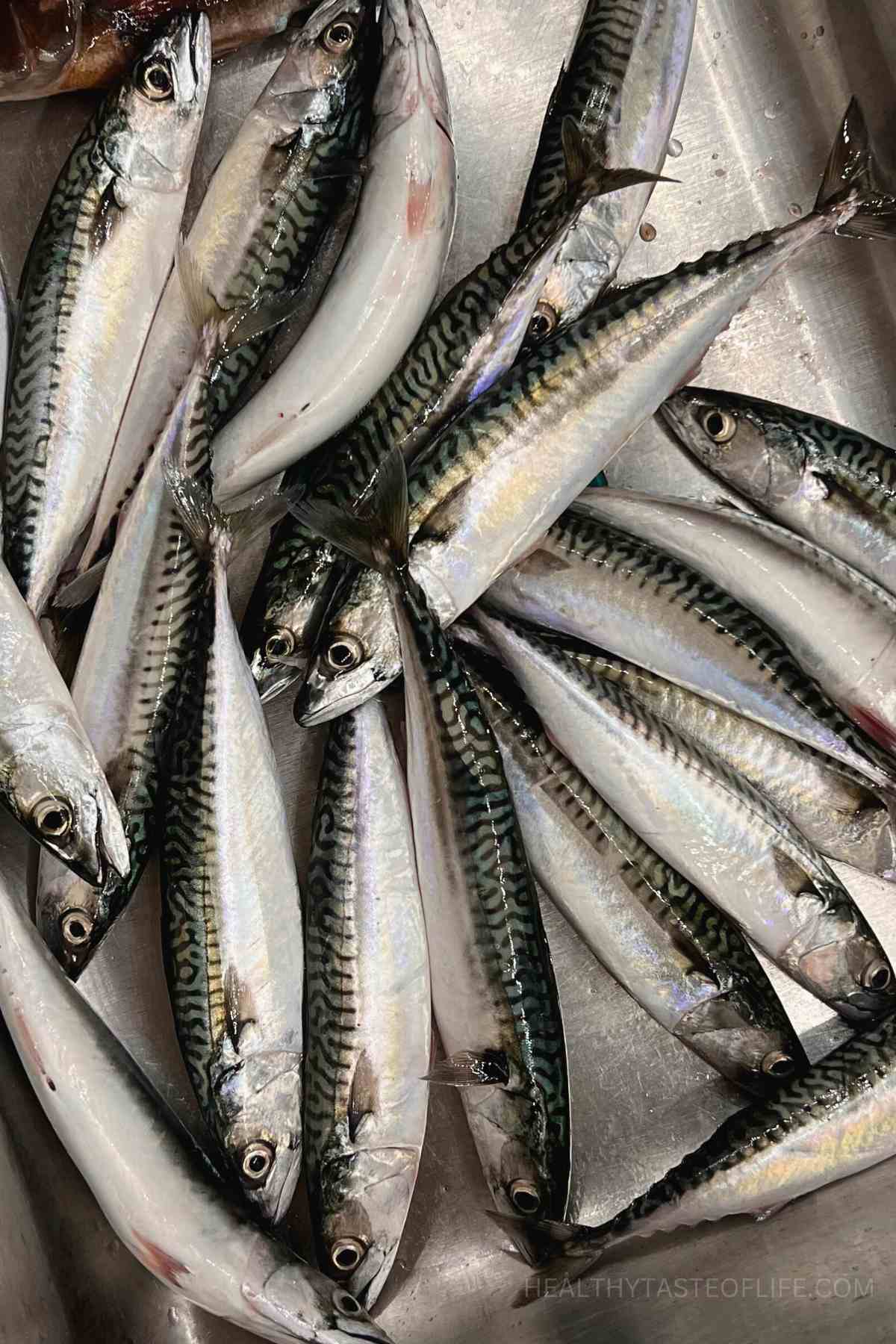 Fresh mackerel in a sink ready to be cleaned and cut.