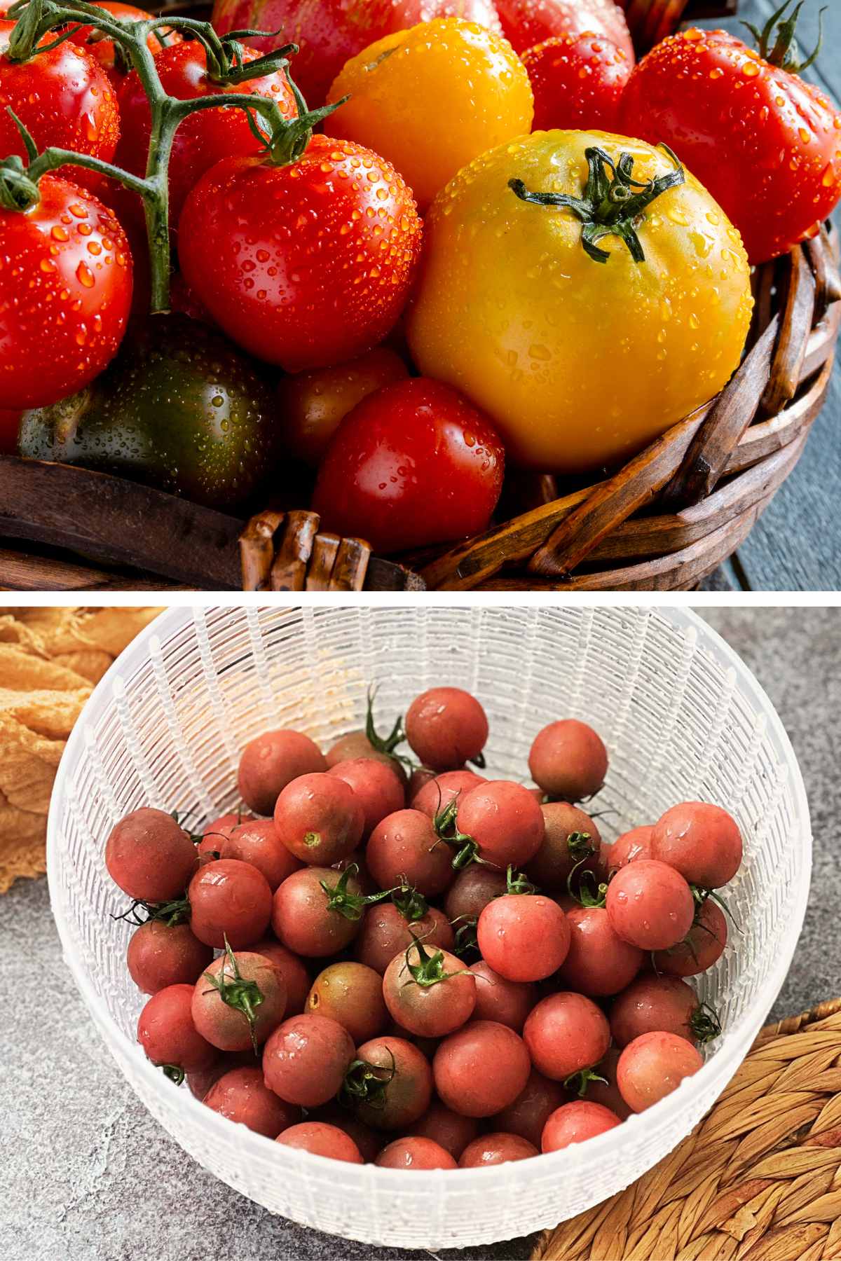 variety of tomatoes used for fermenting and pickling