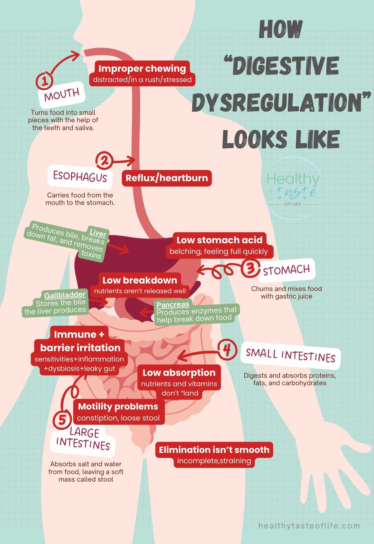 Infographic how digestive disregulation looks like healthytasteoflife